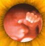 pregnancy informationfetus index, fetal directory, index, Fetal Development, Fetus, embryo, baby, newborn, abortion, pregnant, pregnancy, unborn, preborn, child, pro-life, prolife, infant, woman, women, family, children, child